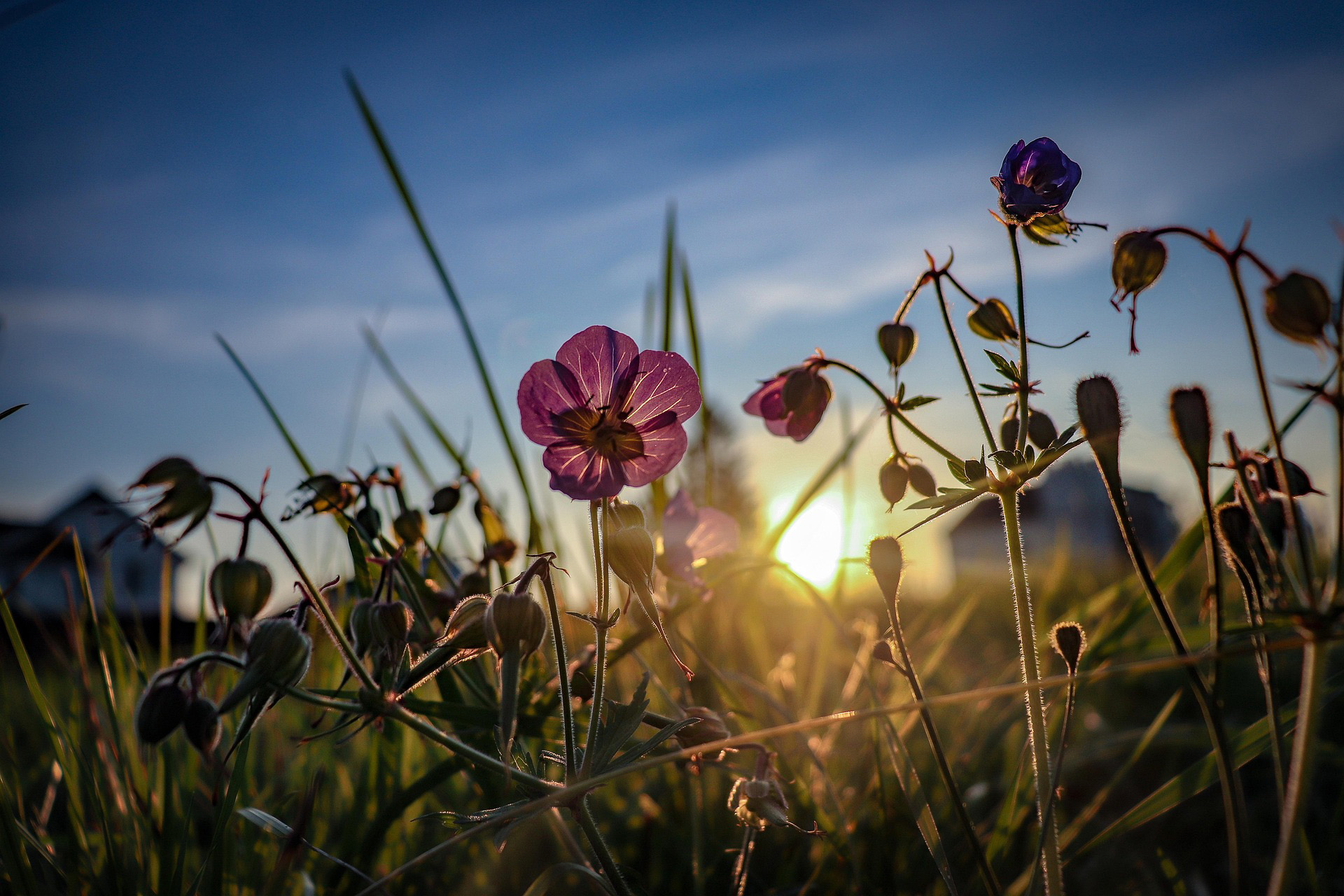 wildflowers in sunset light representing modern nature inspired wedding trends